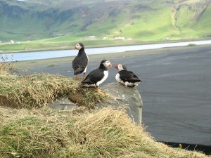 Macareux en Islande